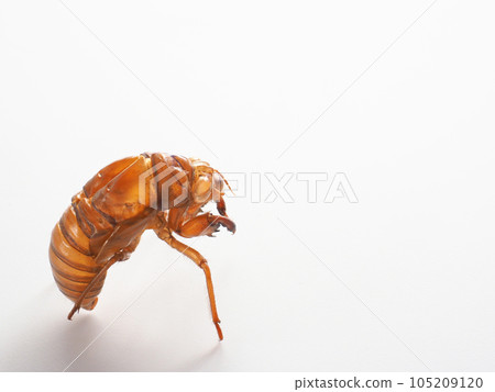 蟬殼白色背景圖像 蟬殼白色背景圖像 105209120