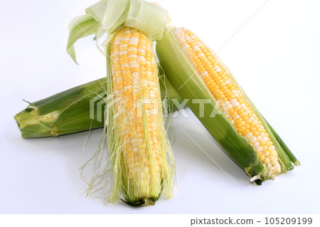 玉米（甜夢） 105209199