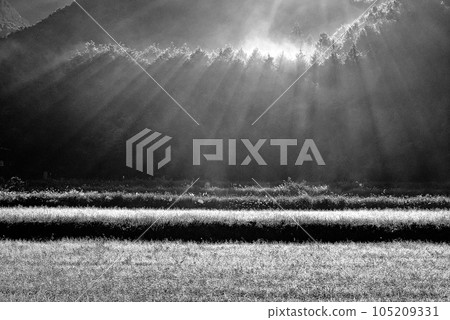 有霧的早晨斜光 有霧的早晨斜光 105209331