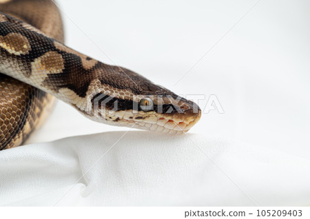Ball python python Ball python python 105209403