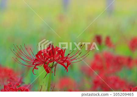 red amaryllis red amaryllis 105209465