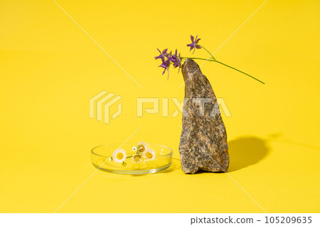 Still life chamomile flowers on petri dish near a stone or rock over yellow studio background. Pharmaceutical industry Still life chamomile flowers on petri dish near a stone or rock over yellow studio background. Pharmaceutical industry 105209635