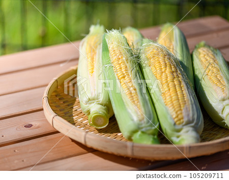 fresh corn raw peeled 105209711
