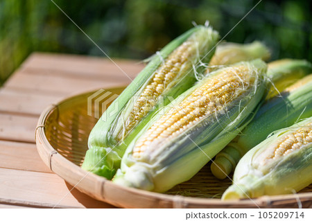 新鮮玉米未加工去皮 105209714
