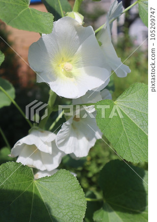 Hollyhock with white petals Hollyhock with white petals 105209747