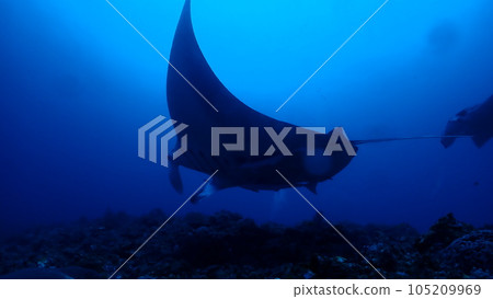 Manta ray Manta ray 105209969