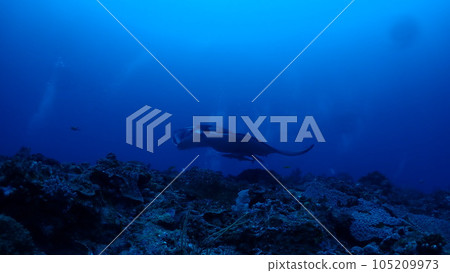 Manta ray Manta ray 105209973