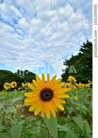 葛西臨海公園向藍天綻放的向日葵 葛西臨海公園向藍天綻放的向日葵 105209988