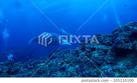 Manta ray 105210100