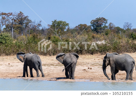 Three african Elephants standing near a water pool in Botswana Three african Elephants standing near a water pool in Botswana 105210155