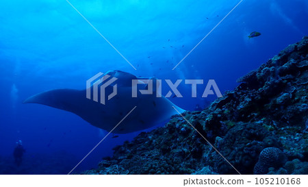 Manta ray Manta ray 105210168