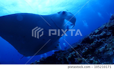 Manta ray Manta ray 105210171