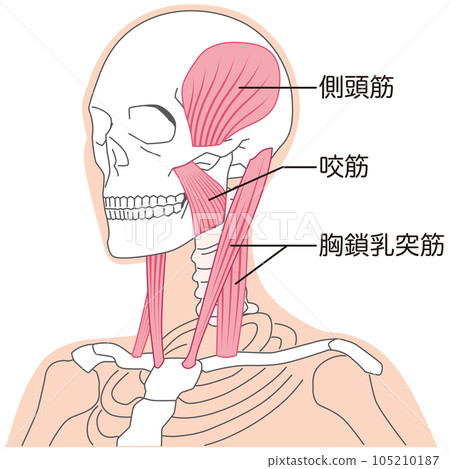 頸部和下頜肌肉結構 胸鎖乳突肌 頸部和下頜肌肉結構 胸鎖乳突肌 105210187
