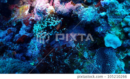 Clown anemonefish Clown anemonefish 105210266