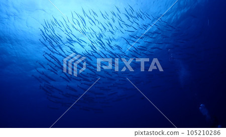 一群梭魚 105210286
