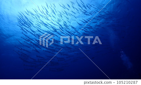 一群梭魚 105210287