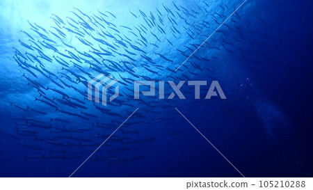 一群梭魚 105210288