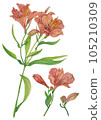 Alstroemeria painted by watercolor 105210309
