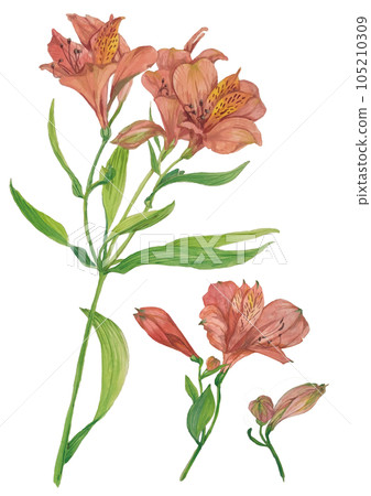 水彩畫的六出花 水彩畫的六出花 105210309