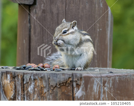 Chipmunk on a stump eating seeds. Close-up portrait of rodent Chipmunk on a stump eating seeds. Close-up portrait of rodent 105210405