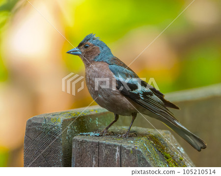 Male finch on a wooden fence. Close-up portrait of bird 105210514