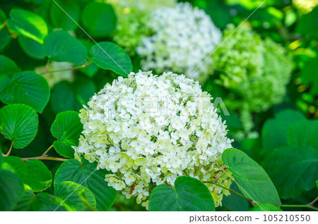 Hydrangea blooming in early summer Annabelle 105210550