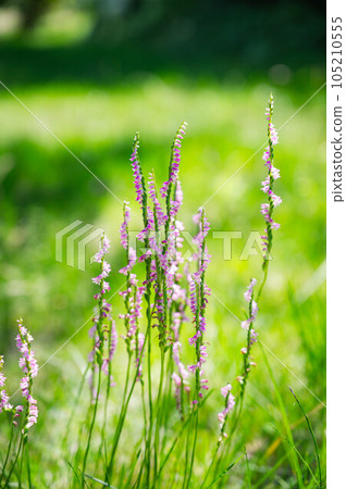 Summer flower Nejibana 105210555