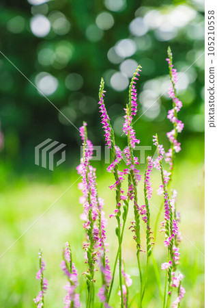 Field Flower Screw Banner 105210558