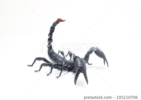 a Black scorpion isolated on white background 105210706