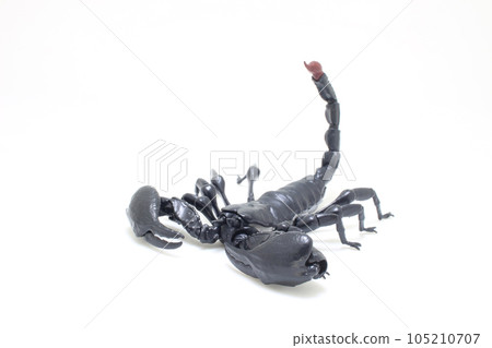 a Black scorpion isolated on white background 105210707
