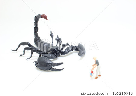 a Black scorpion with the mother and son 105210716