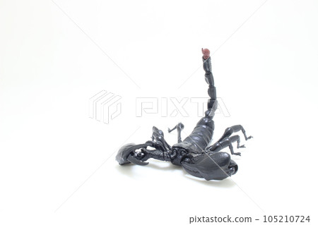 a Black scorpion isolated on white background 105210724
