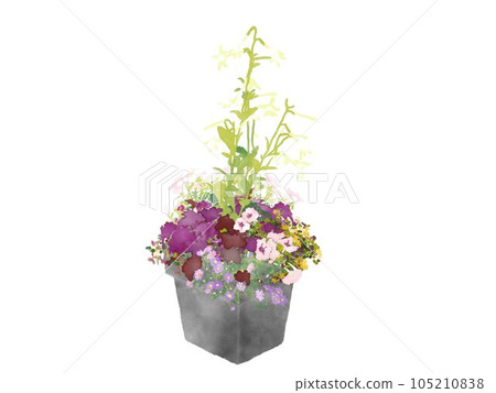 Watercolor illustration of Heuchera planted in an antique pot 105210838