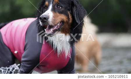 伯恩山犬 伯恩山犬 105210911