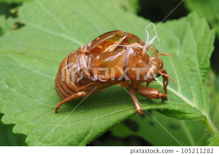 蟬殼 蟬殼 105211282