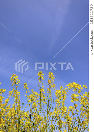 Landscape of blue sky, rape blossoms and sun -4 105211720