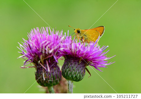 A cute orange butterfly seen in the highlands in summer, the endangered acasseseri 105211727