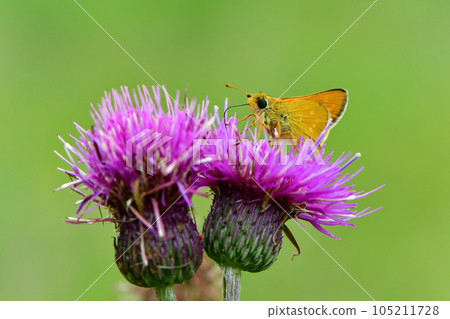 A cute orange butterfly seen in the highlands in summer, the endangered acasseseri 105211728