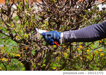 Cutting a hedge with scissors close-up Cutting a hedge with scissors close-up 105211772