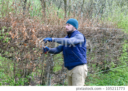 A man trims a hornbeam hedge in his garden. 105211773