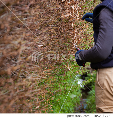 Arrangement and leveling of the hedge with scissors, spring work in the garden. Arrangement and leveling of the hedge with scissors, spring work in the garden. 105211778