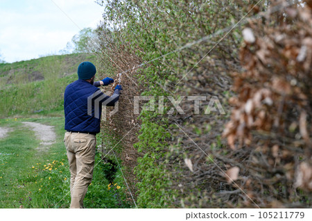 A male gardener trims a hedge in early spring, leveling it with stretched laces 105211779