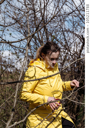 Pruning tree branches in the garden in spring, A woman cuts unnecessary branches from a fruit tree. 105211788