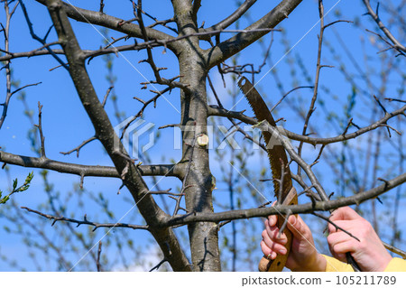 Pruning a young tree with a hand saw in the spring Pruning a young tree with a hand saw in the spring 105211789