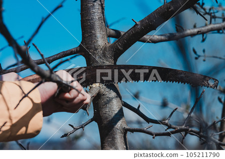 Pruning a tree with a hand saw in the spring 105211790