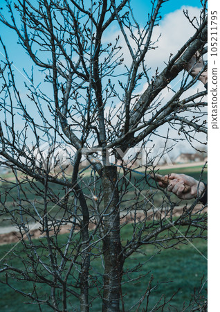 Pruning a tree with a hand saw, a gardener works in a garden with fruit trees. Pruning a tree with a hand saw, a gardener works in a garden with fruit trees. 105211795