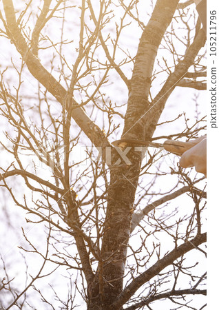 a gardener cuts branches on a plum with a hand saw, landscaping work in the garden. a gardener cuts branches on a plum with a hand saw, landscaping work in the garden. 105211796