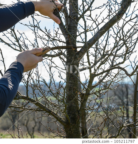 A gardener cuts a large branch on a plum with a saw A gardener cuts a large branch on a plum with a saw 105211797