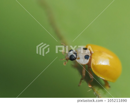 Yellow ladybug on leaf edge Yellow ladybug on leaf edge 105211890