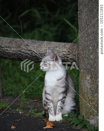 Cute cat mackerel male with a tick Cute cat mackerel male with a tick 105211891